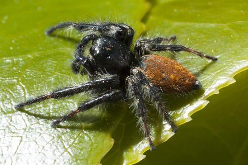 Réf. 203 641 : Carrhotus xanthogramma